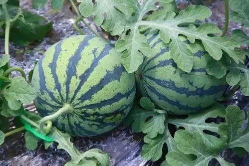 偷瓜吃稍瓜夜间摸瓜,摸瓜、吃瓜、稍瓜的趣味故事 第2张 偷瓜吃稍瓜夜间摸瓜,摸瓜、吃瓜、稍瓜的趣味故事 第2张