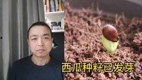 情侣吵架吃瓜视频,甜蜜与火药味的碰撞  第3张