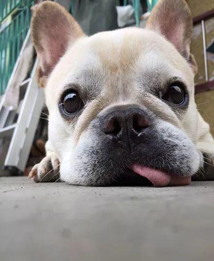 狗头君 吃瓜,揭秘娱乐圈那些不为人知的幕后故事  第2张