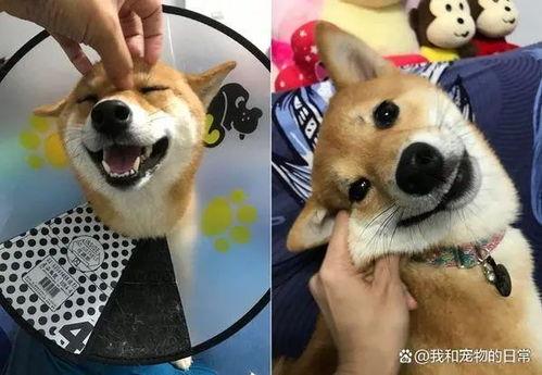 狗头君 吃瓜,揭秘娱乐圈那些不为人知的幕后故事  第3张