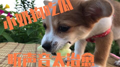 狗狗可以吃哪些瓜,适合狗狗食用的瓜类盘点 第1张 狗狗可以吃哪些瓜,适合狗狗食用的瓜类盘点 第1张