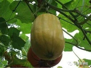 搅瓜如何吃,解锁美味多汁的夏日消暑佳品  第3张