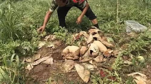 林州最新吃瓜事件视频,视频揭秘惊人真相  第3张